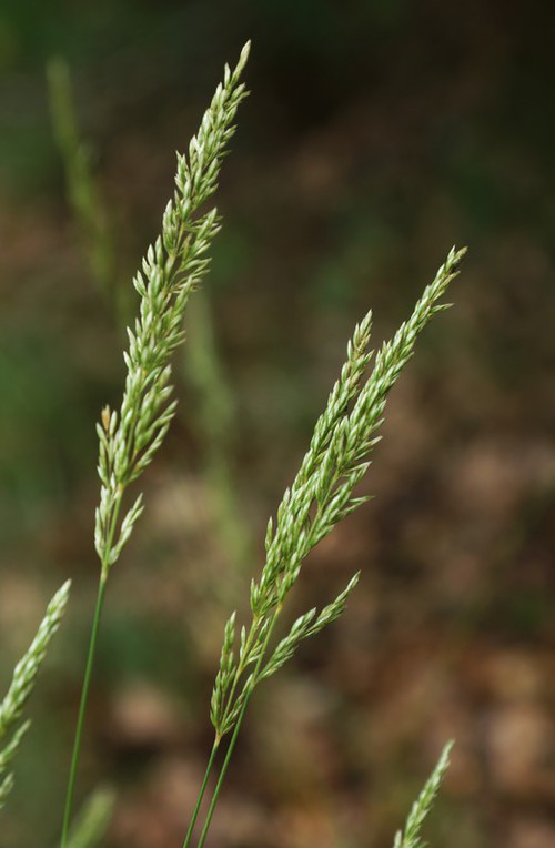 inflorescence