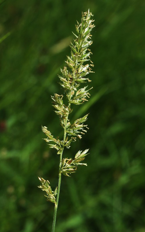 inflorescence