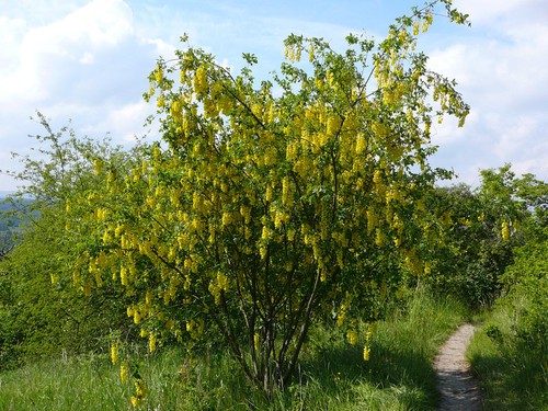 Laburnum anagyroides