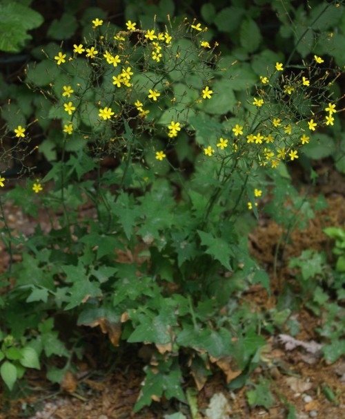 Lactuca muralis