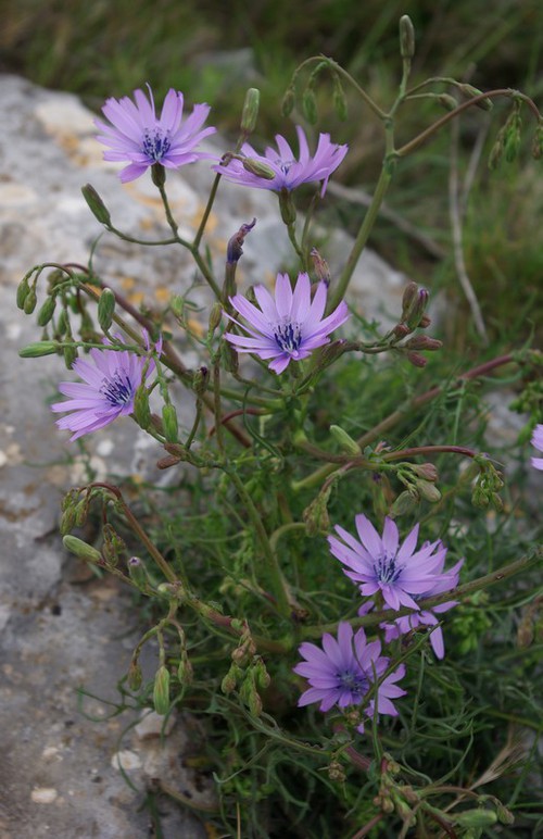 Lactuca perennis