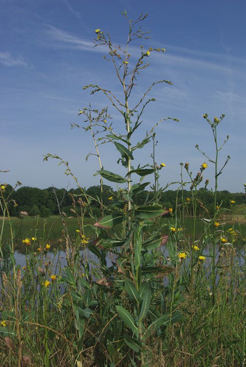 Lactuca serriola