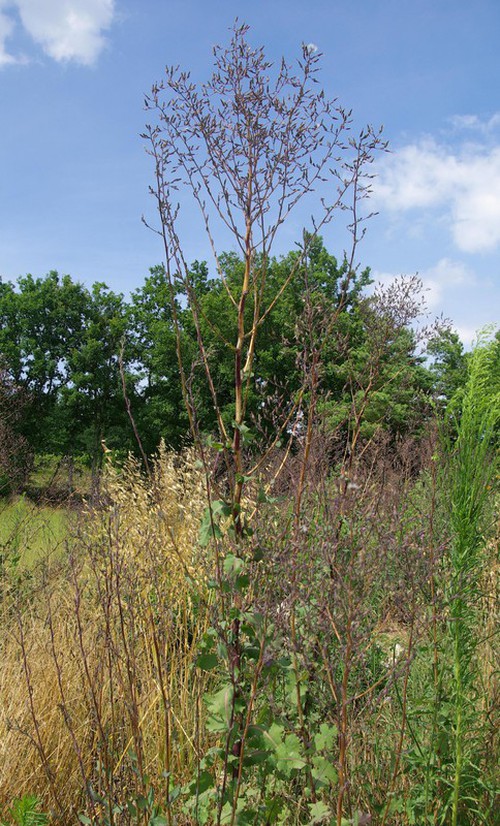 Lactuca virosa