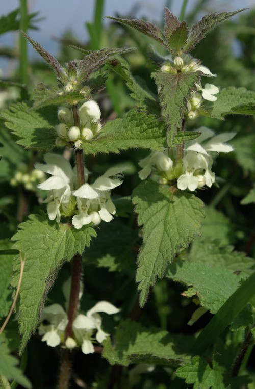 Lamium album