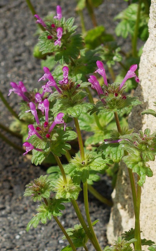 Lamium amplexicaule