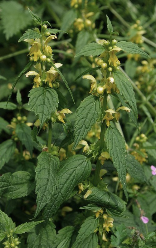 Lamium galeobdolon