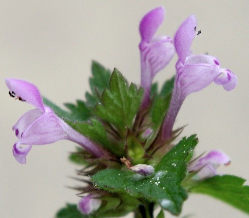 détail fleur
