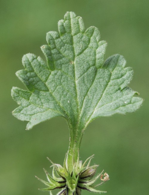 feuille