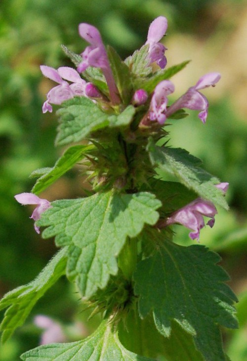 inflorescence