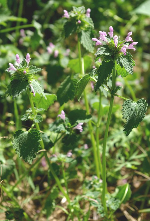 Plante entière