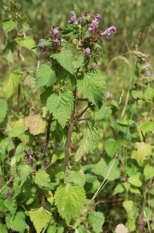 Lamium maculatum