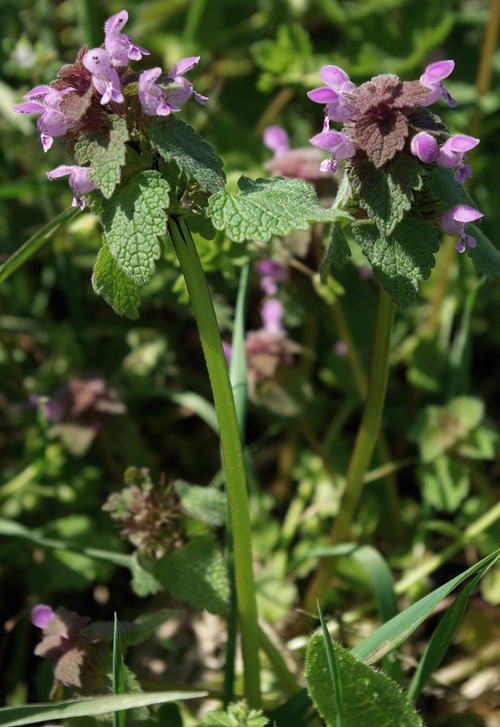 Lamium purpureum