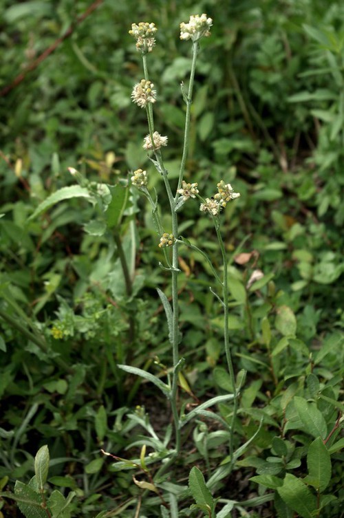 Laphangium luteoalbum