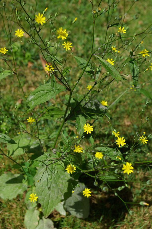Lapsana communis