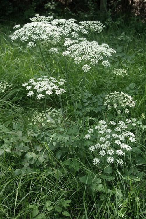 Laserpitium latifolium