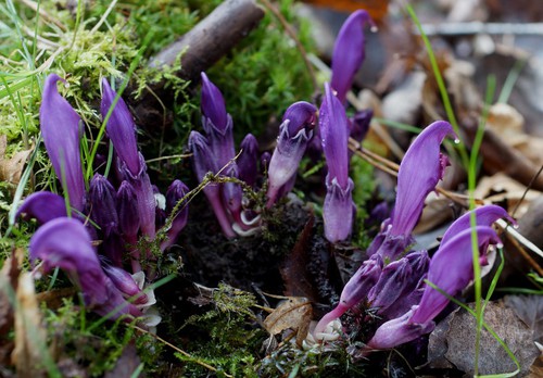 Lathraea clandestina