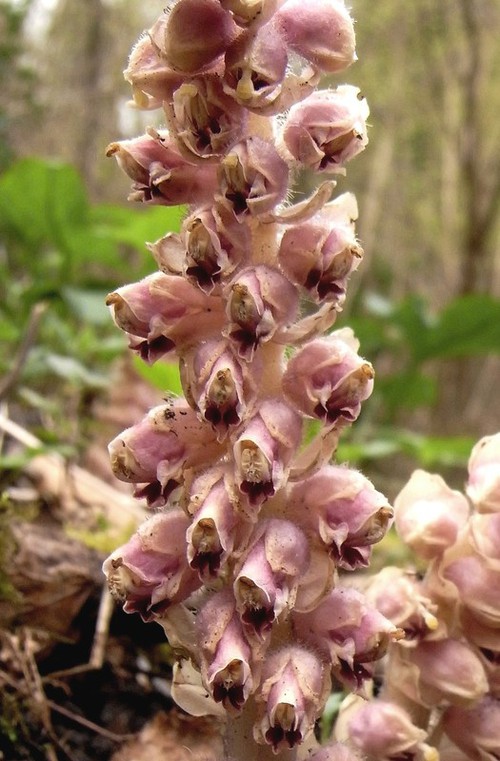 Inflorescence