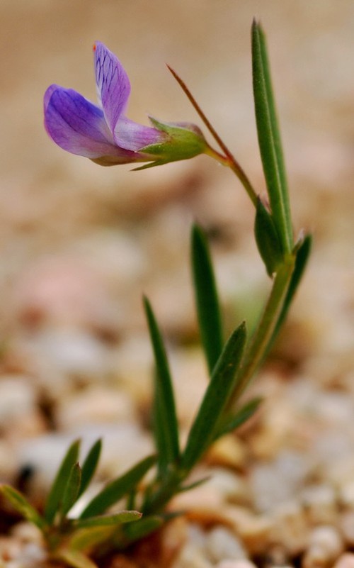 Lathyrus angulatus