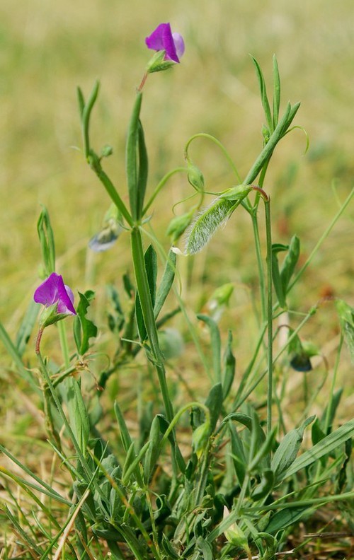 Lathyrus hirsutus