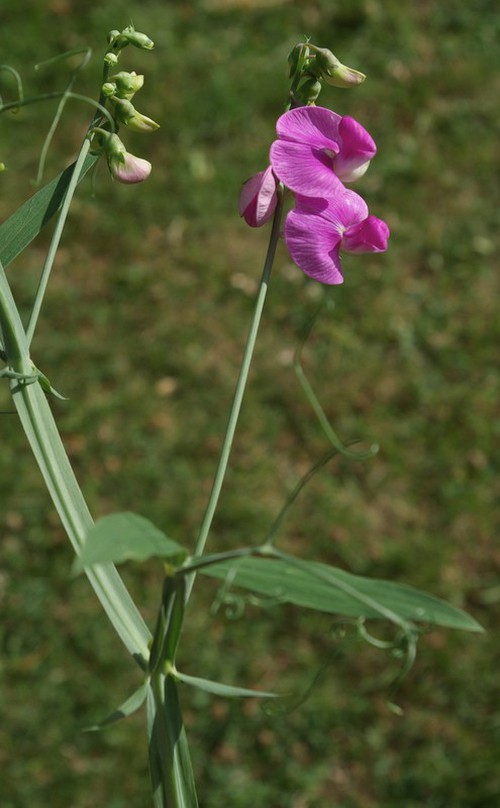 Lathyrus latifolius