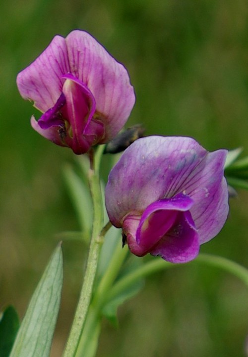 Détail fleur - face