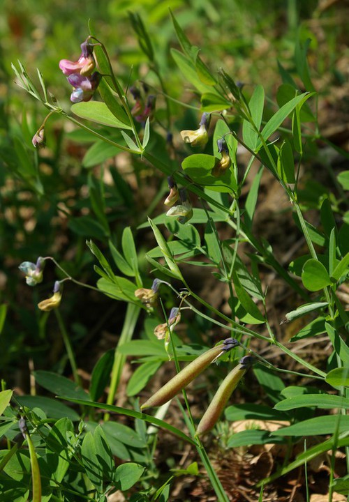 Lathyrus linifolius