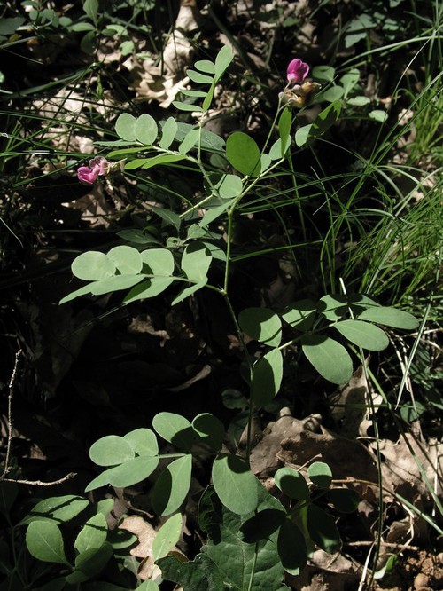 Lathyrus niger