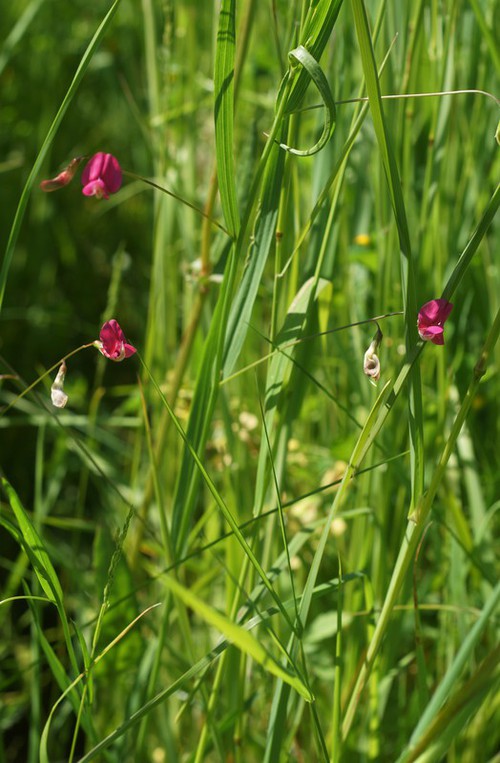 Lathyrus nissolia
