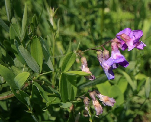 fleur