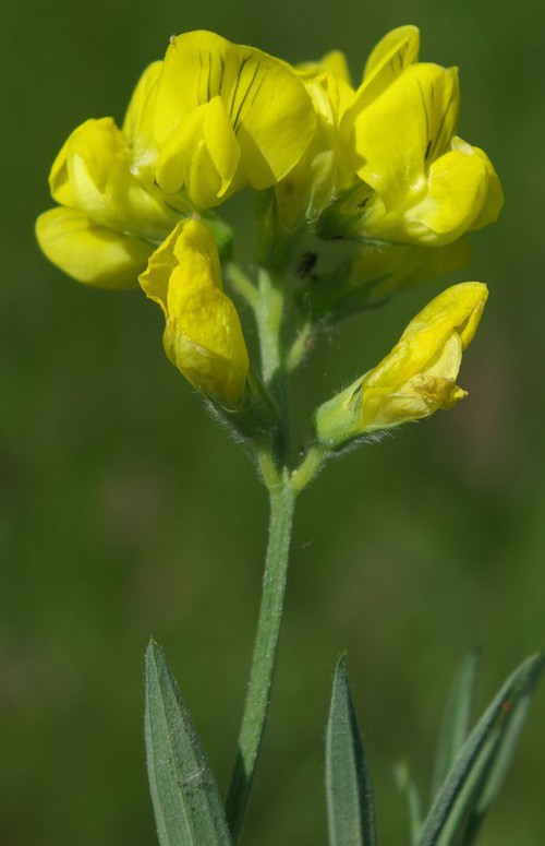 Inflorescence