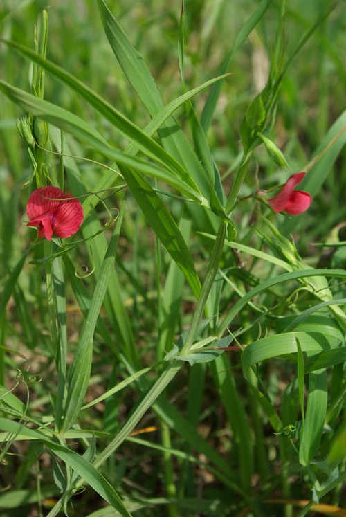 Lathyrus sphaericus