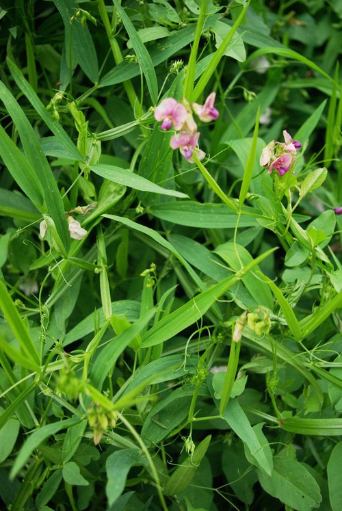 Lathyrus sylvestris