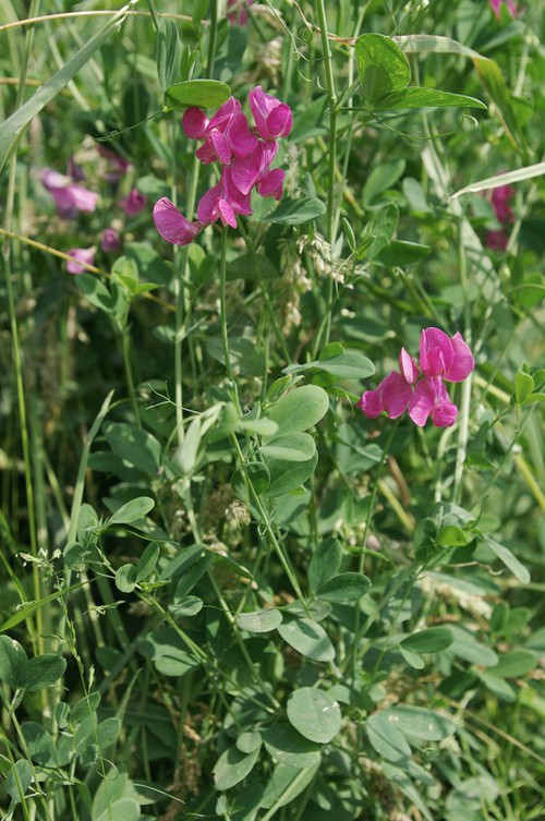 Lathyrus tuberosus