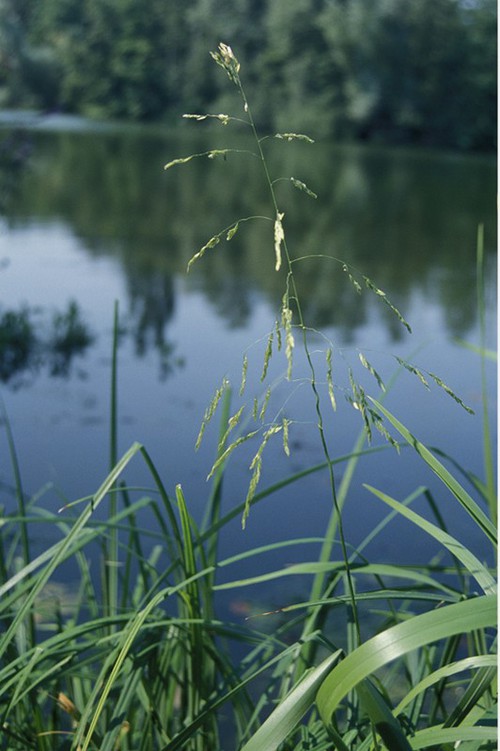 Inflorescence exprimée