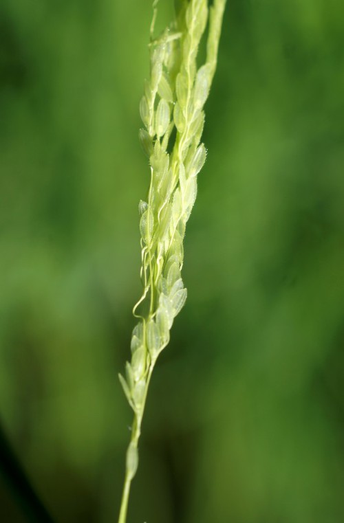Inflorescence incluse