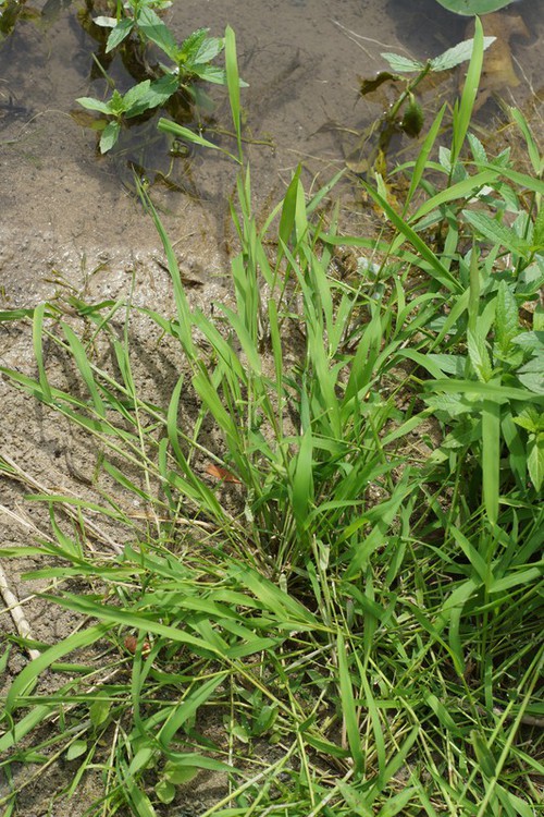 Leersia oryzoides