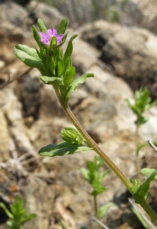 Plante entière
