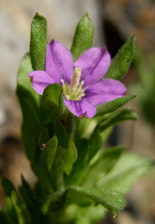 fleur