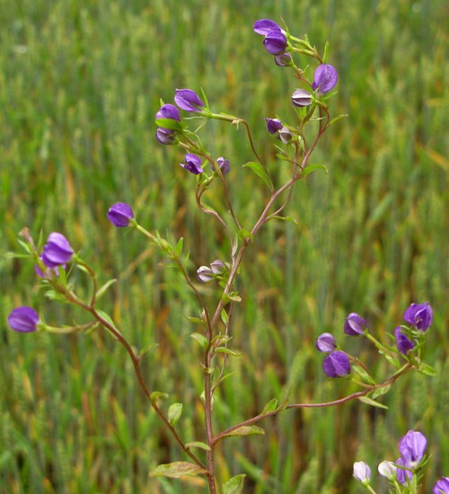 Legousia speculum-veneris