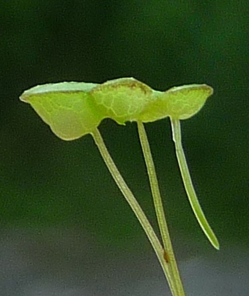 détail
