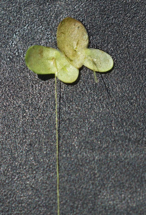 feuille