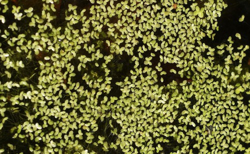 Plante entière