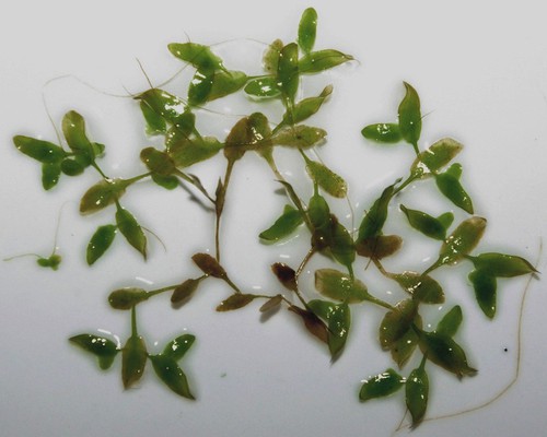 Plante entière