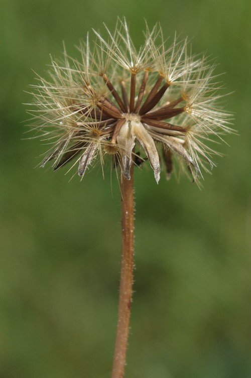 fruit