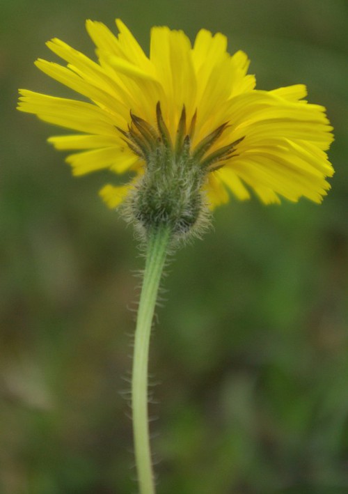 inflorescence