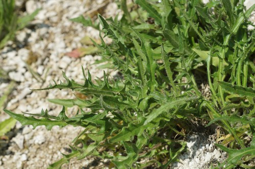 feuille