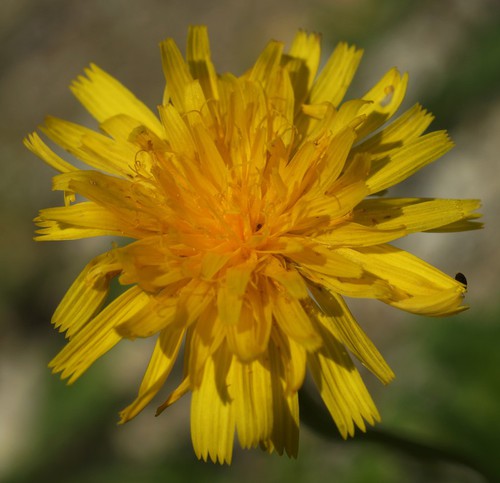 fleur