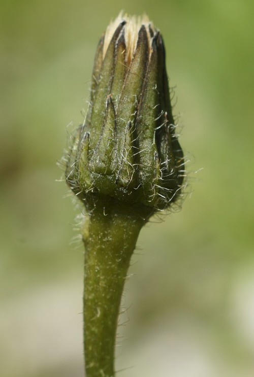 bractées