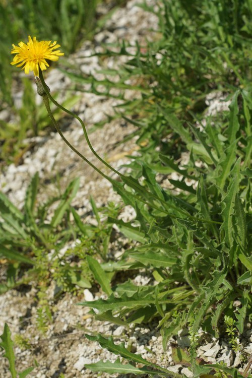 Plante entière