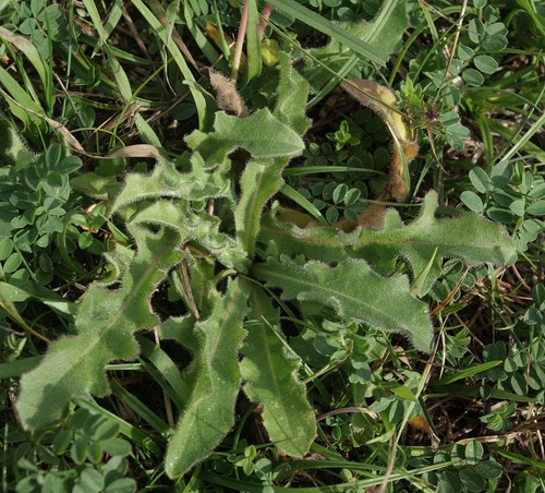 feuille